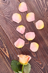 Pink rose on brown wooden background. Delicate petals of fresh rose on wooden surface. Concept of romance. Valentines Day background.