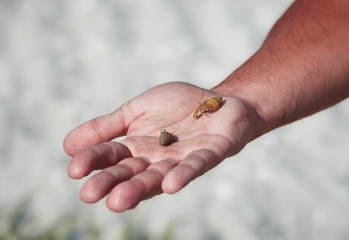 closeup of hand holding small hermit crab during summer on the beach