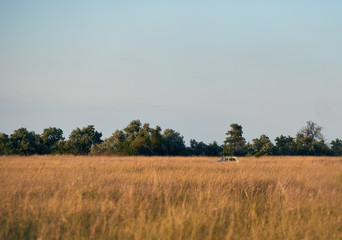 offroad car moving in the prairie field at the evening. rural landscape. summer countryside