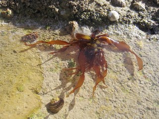 flower of the sea