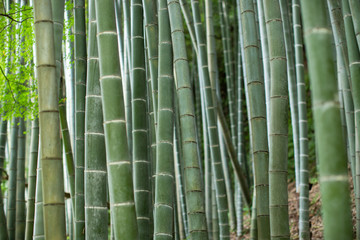 Bamboo forest in Kyoto, Japan