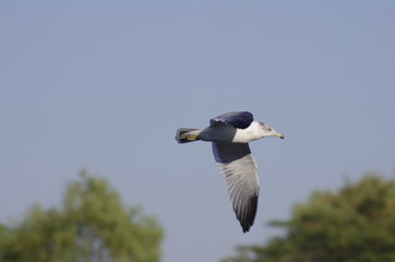 seagull in flight