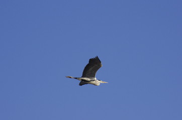 heron in flight