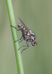 Hylemya species medium-sized fly perched on reed stem