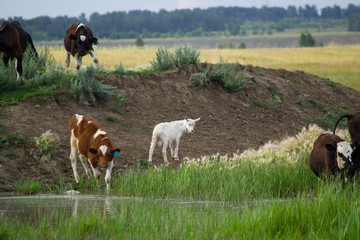 herd of cows grazing in field