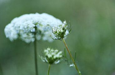 Close up of wild carrot (Daucus carota). Copy space. 