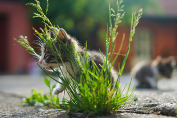 Sweet little cats in the yard
