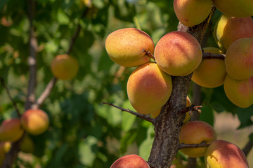 Ripe apricots on the tree in the farm garden