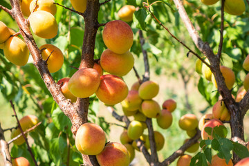Ripe apricots on the tree in the farm garden