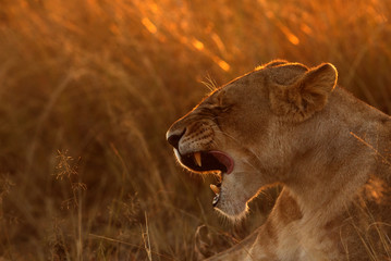 The lionness in the mornnig light, Masai Mara