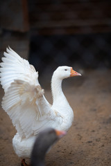 Geese closeup on a farm