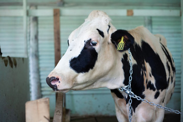 Cows closeup in the barn