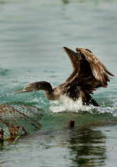 The Socotra cormorant  landing near fishing net, Bahrain 