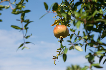 Beautiful pomegranate fruit still on the plant, on a background of blue sky.