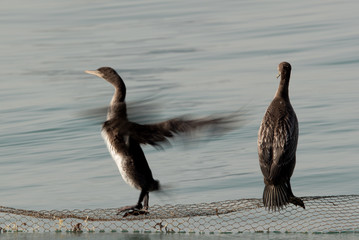 The Socotra cormorant  drying its wings, Bahrain 