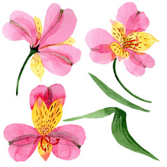 Pink alstroemeria floral botanical flowers. Watercolor background set. Isolated alstroemeria illustration element.