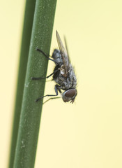 Small fly perched on a reed