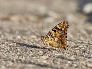 Painted Lady butterfly (Vanessa cardui) perched on the ground early in the morning, near Bellus, Spain