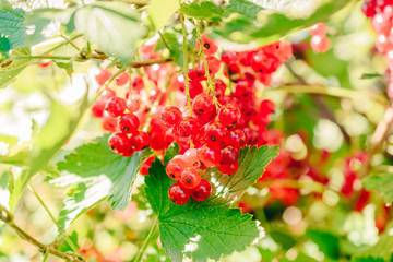 Red currant berries and green leaves in the summer garden on a sunny day