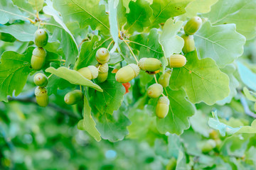Green acorns and leaves on a soft background on a sunny day