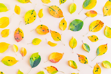 Flat lay pattern with colorful autumn leaves on a color background