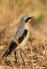 Northern Wheatear at hamala, Bahrain 