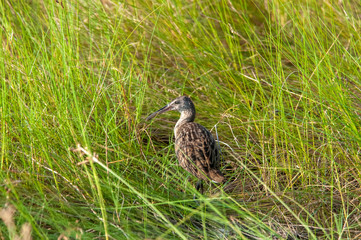 Clapper Rail