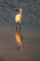 White Morph of Reddish Egret