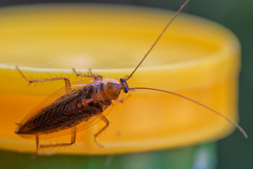 Bernstein-Waldschabe Ectobius Vittiventris