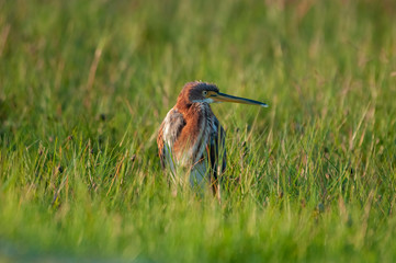 Tricolor in grass