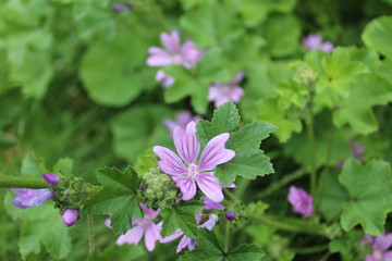 lilac flower in the grass in the green