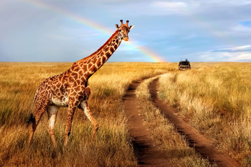 A lonely beautiful giraffe in the hot African savanna against the blue sky with a rainbow....