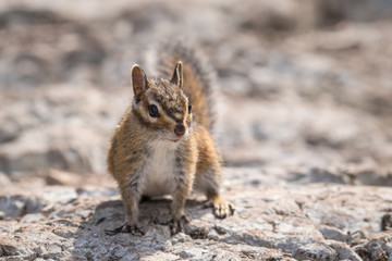 cute squirrel climbing on rocks during sunny day