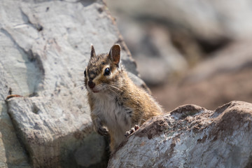 Naklejka na ściany i meble cute squirrel climbing on rocks during sunny day