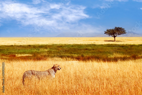 Cheetah in the African savannah. Africa, Tanzania, Serengeti National Park. Wild life of Africa.