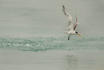 Lesser crested tern fishing, Bahrain 