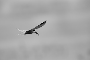 White-cheeked tern with a catch, Bahrain 