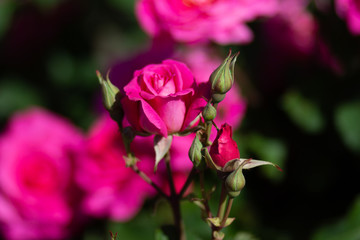 Bush of pink rose with one bloom flower