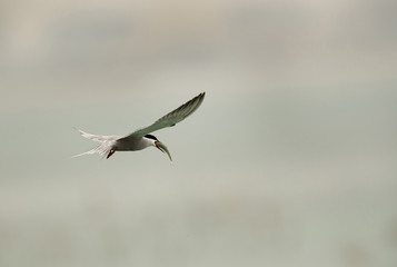 White-cheeked tern with a catch, Bahrain 