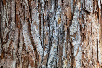 Closeup Tree Bark Texture Background