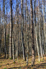 Beautiful scenic bare autumn forest landscape. West Caucasus, Russia. Vertical view