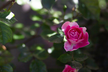 Bush of pink rose with one bloom flower