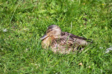 Duck sitting on green grass in summer park