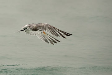 Lesser Crested tern diving to catch fish, Bahrain 