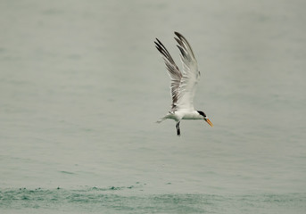 Lesser Crested tern diving to catch fish, Bahrain 