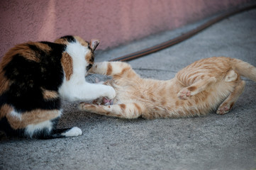 Obraz na płótnie Canvas Two domestic cats fighting on the garden