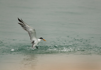 Lesser Crested tern diving to catch fish, Bahrain 