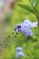 bee on a flower