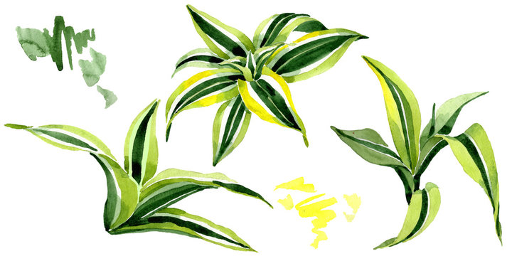 Dracena green leaves. Leaf plant floral foliage. Watercolor background set. Isolated dracena illustration element.