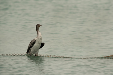 The Socotra cormorant  in water, Bahrain 